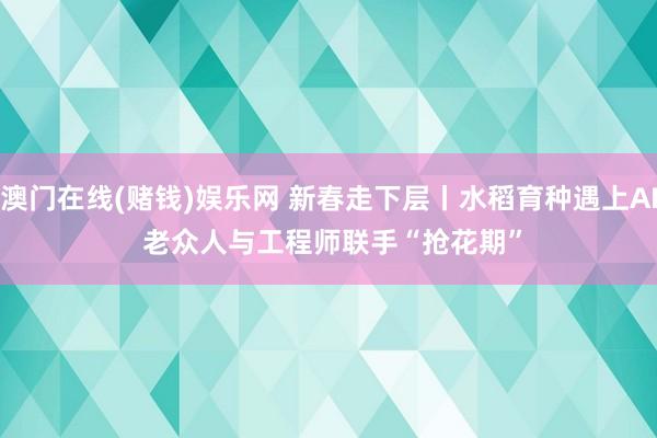 澳门在线(赌钱)娱乐网 新春走下层丨水稻育种遇上AI 老众人与工程师联手“抢花期”
